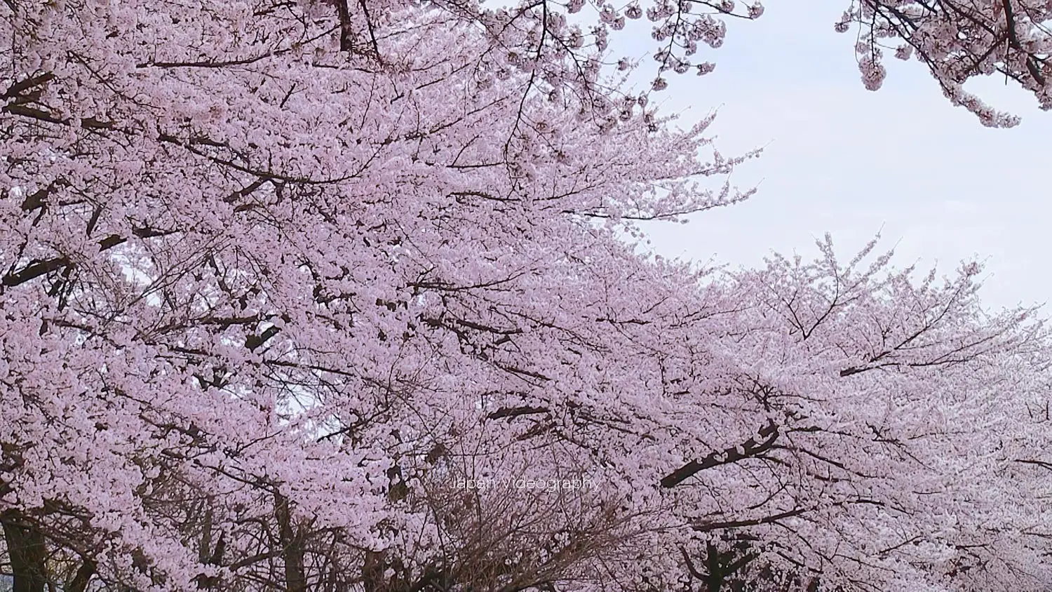 山形県山形市のお花見スポット 山形城跡 霞城公園の桜