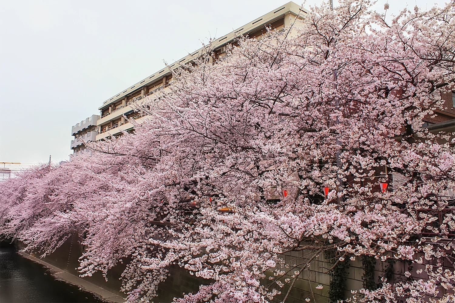 東京都のお花見スポット 目黒川の桜並木