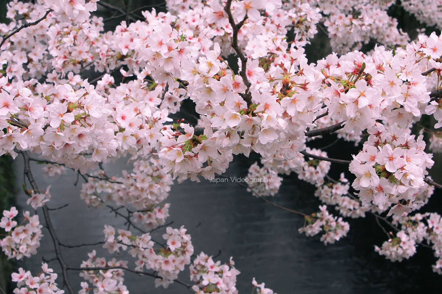 東京都の桜名所 目黒川の桜並木 満開の花びら
