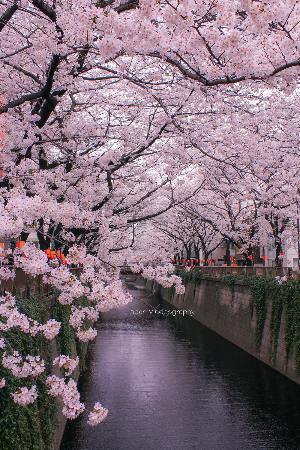 関東地方のお花見スポット 東京都目黒区 目黒川の桜並木