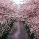 桜が川を覆い尽くす絶景お花見スポット！東京都・目黒川の桜並木
