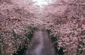 関東地方のお花見スポット 東京都目黒区 目黒川の桜並木
