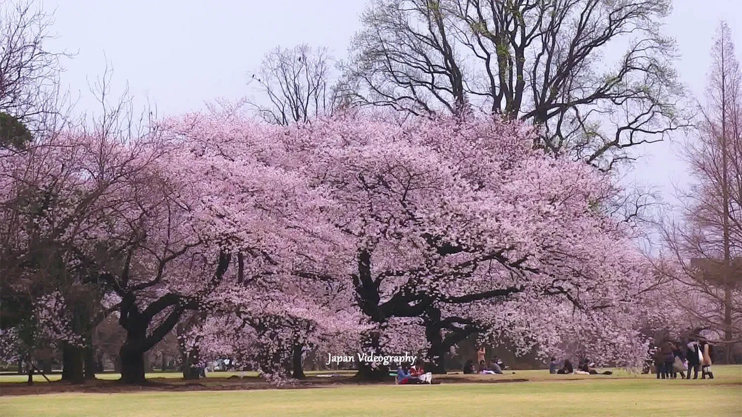 東京都のお花見スポット 新宿御苑の桜 ソメイヨシノ