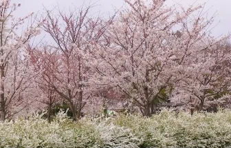 東京都足立区の桜の名所 舎人公園のソメイヨシノ