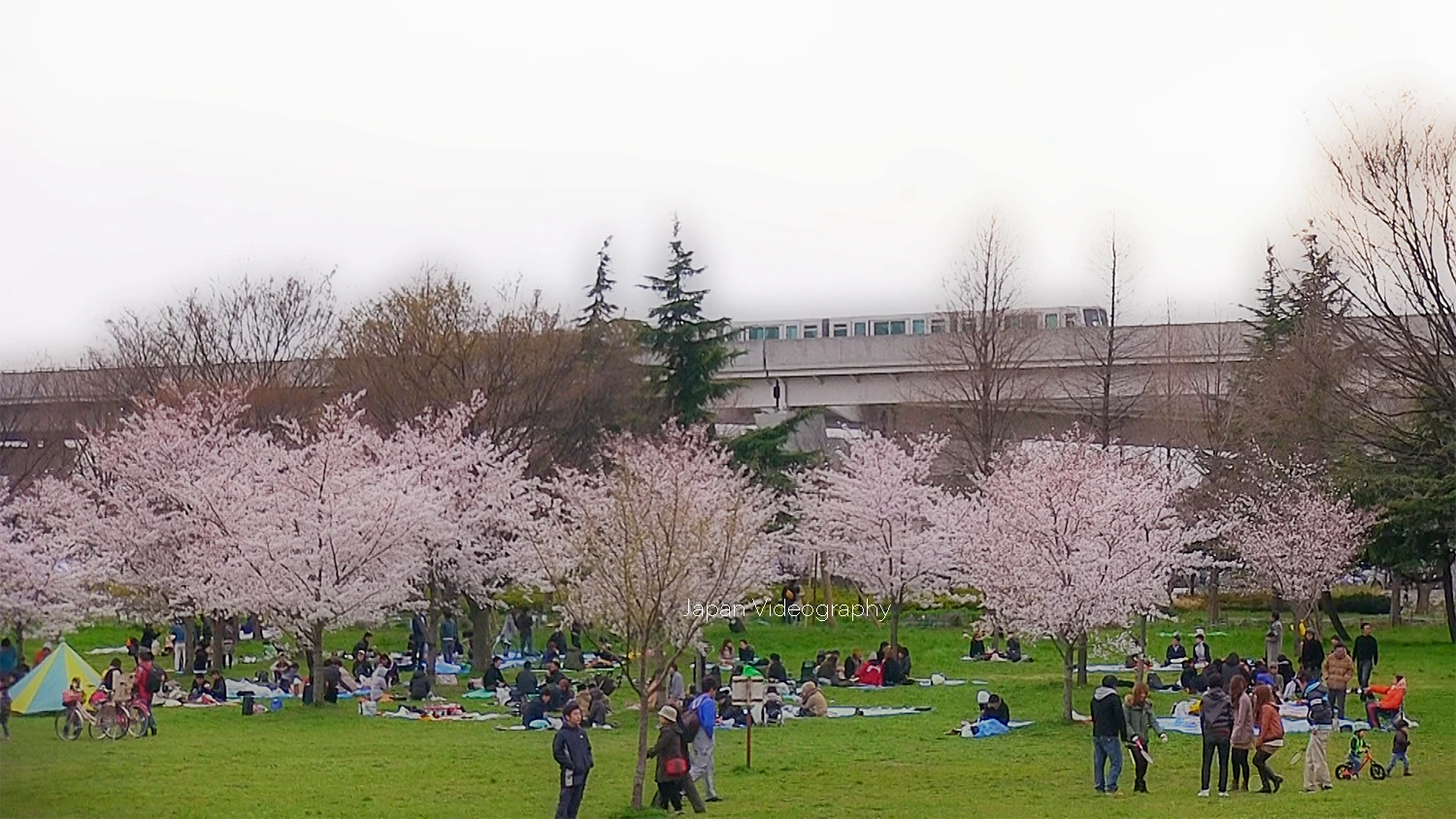 東京都のお花見スポット 舎人公園の桜と舎人ライナー
