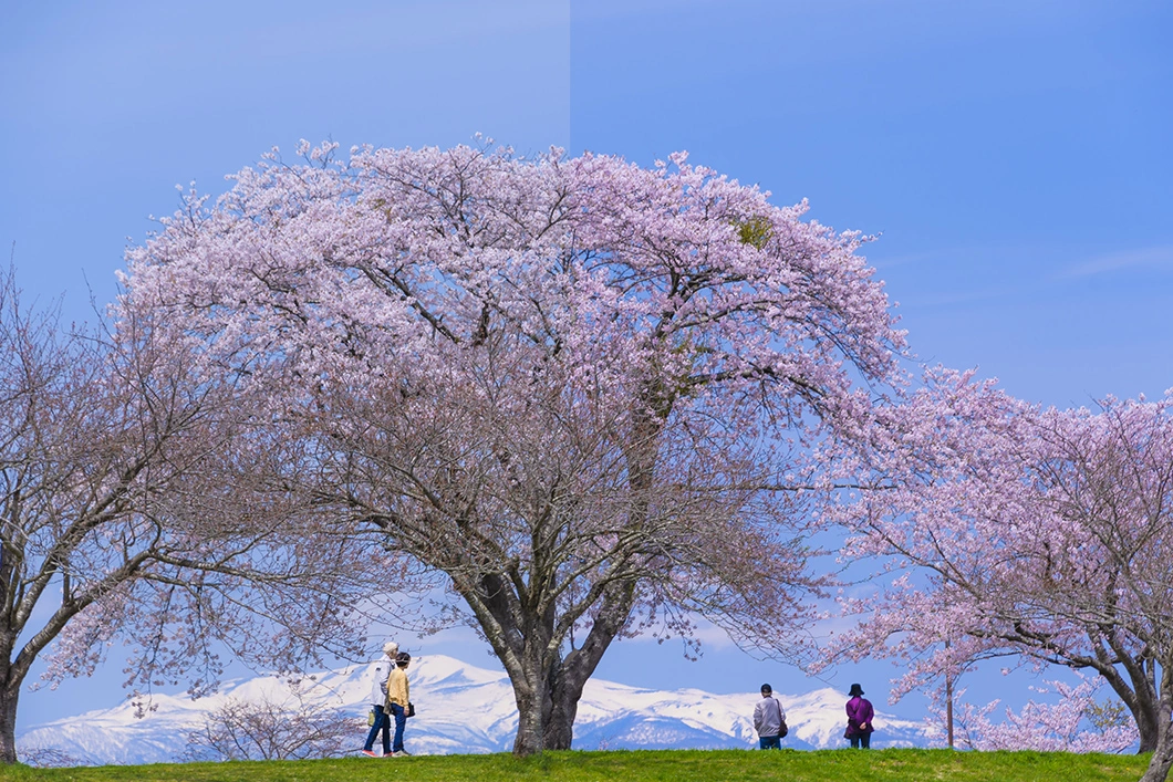 長沼フートピア公園の桜