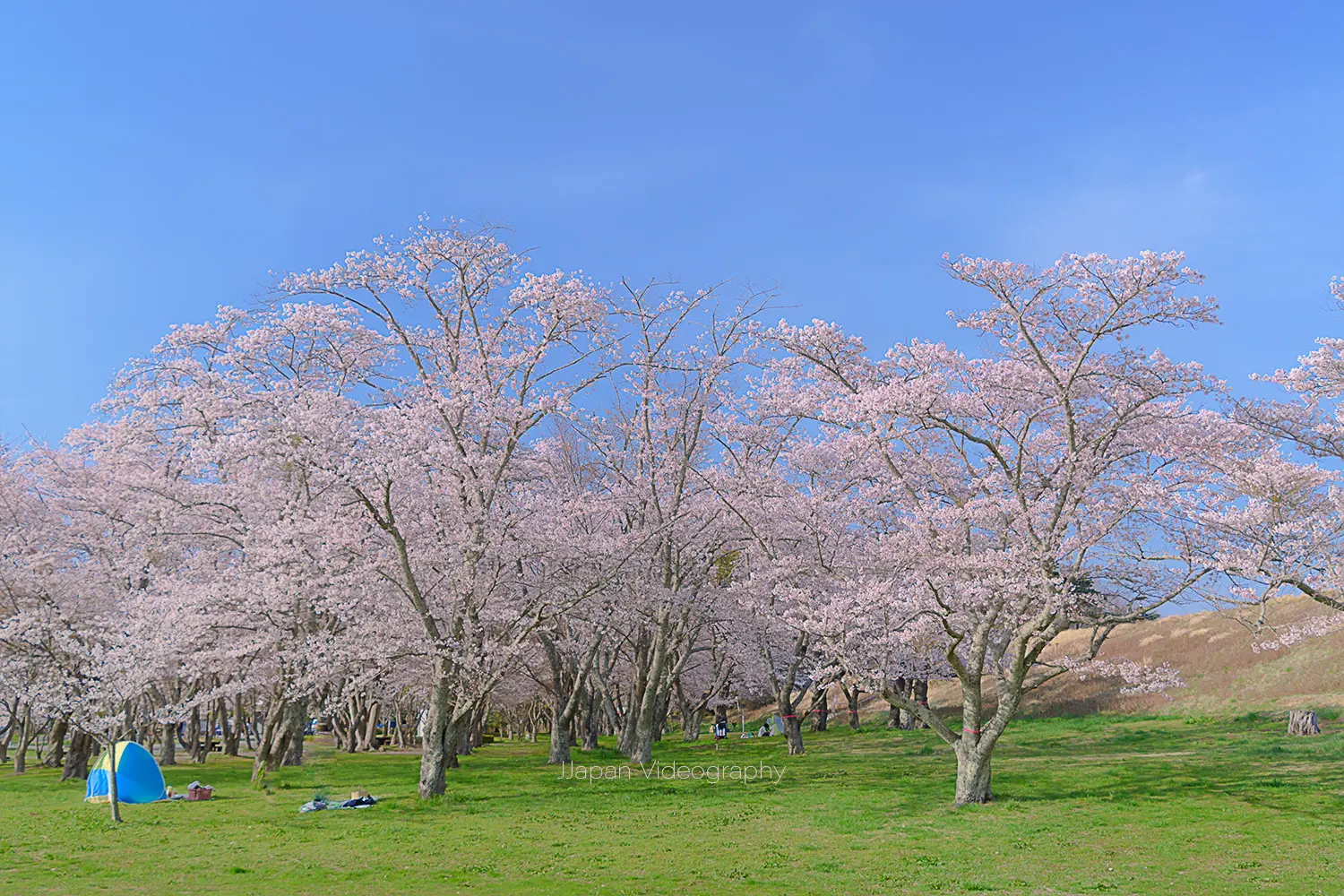 モリリン加瀬沼公園の桜