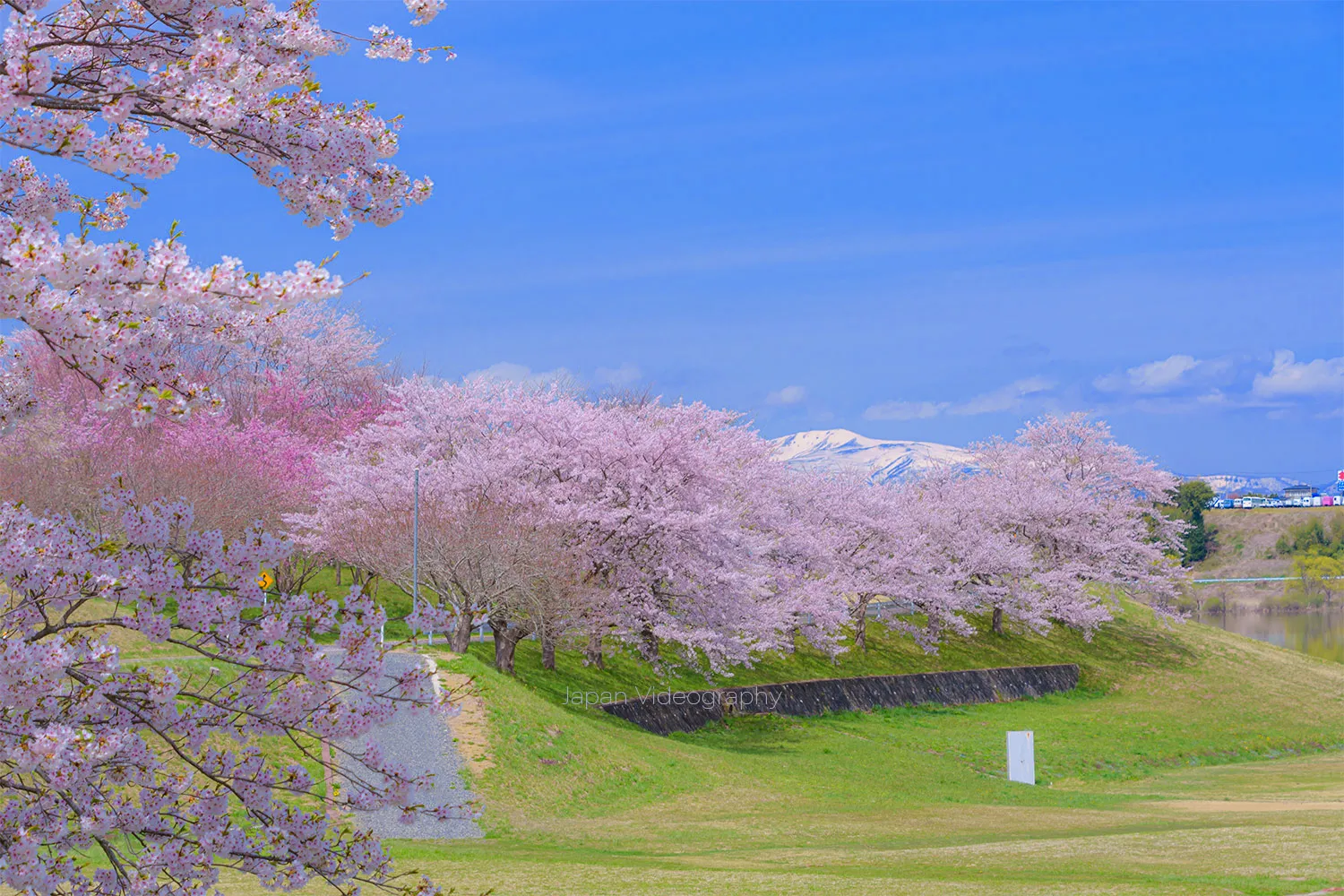 Adobe Lightroom 桜のレタッチ完成写真