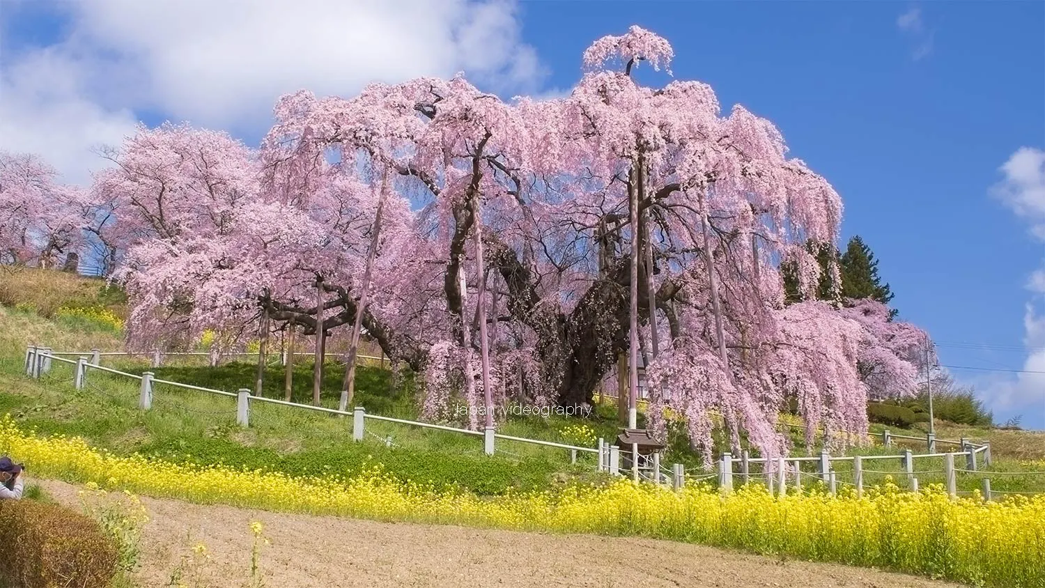 福島県のお花見スポット-日本三大桜 三春滝桜