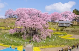 福島県の名桜-三春滝桜 樹齢1000年のベニシダレザクラ