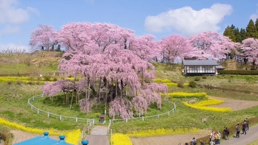 福島県の名桜-三春滝桜 樹齢1000年のベニシダレザクラ
