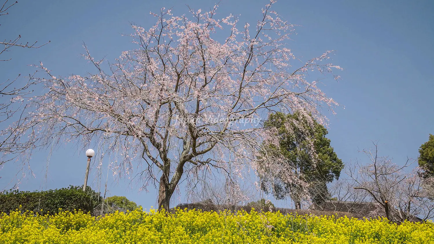 茨城県石岡市 常陸風土記の丘 菜の花とシダレザクラ