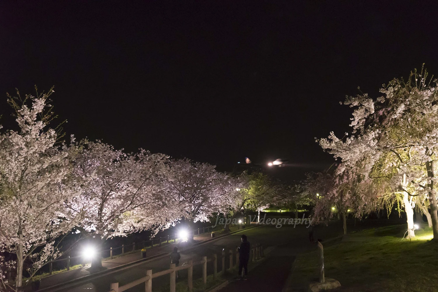 成田国際空港 さくらの山公園 夜桜のライトアップ