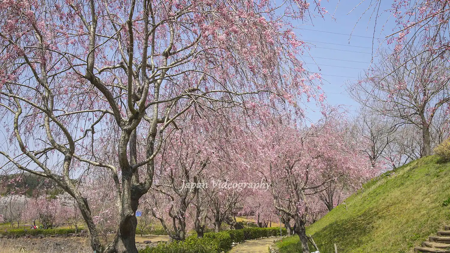茨城県石岡市の枝垂れ桜の名所 常陸風土記の丘