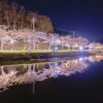 夜桜も美しい絶景桜名所！平筒沼ふれあい公園｜宮城県登米市