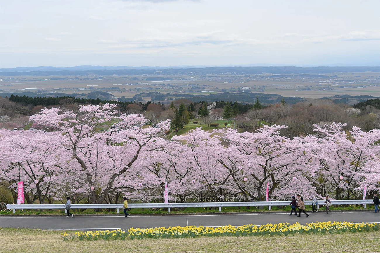 加護坊山の千本桜と高台から見下ろす風景