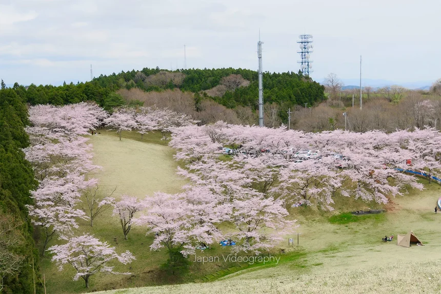 宮城県の桜名所 加護坊山の千本桜と高台から見下ろす絶景