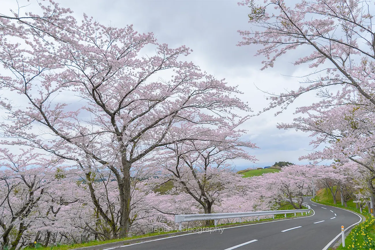 宮城県のお花見スポット 加護坊山の千本桜