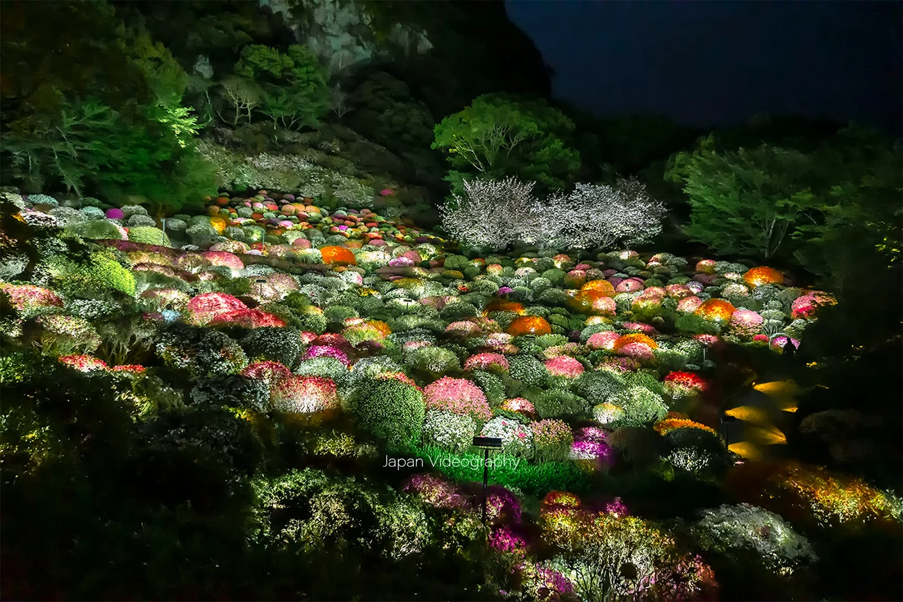 佐賀県 御船山楽園の花まつり つつじのライトアップ