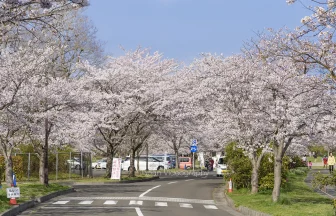 宮城県モリリン加瀬沼公園の桜