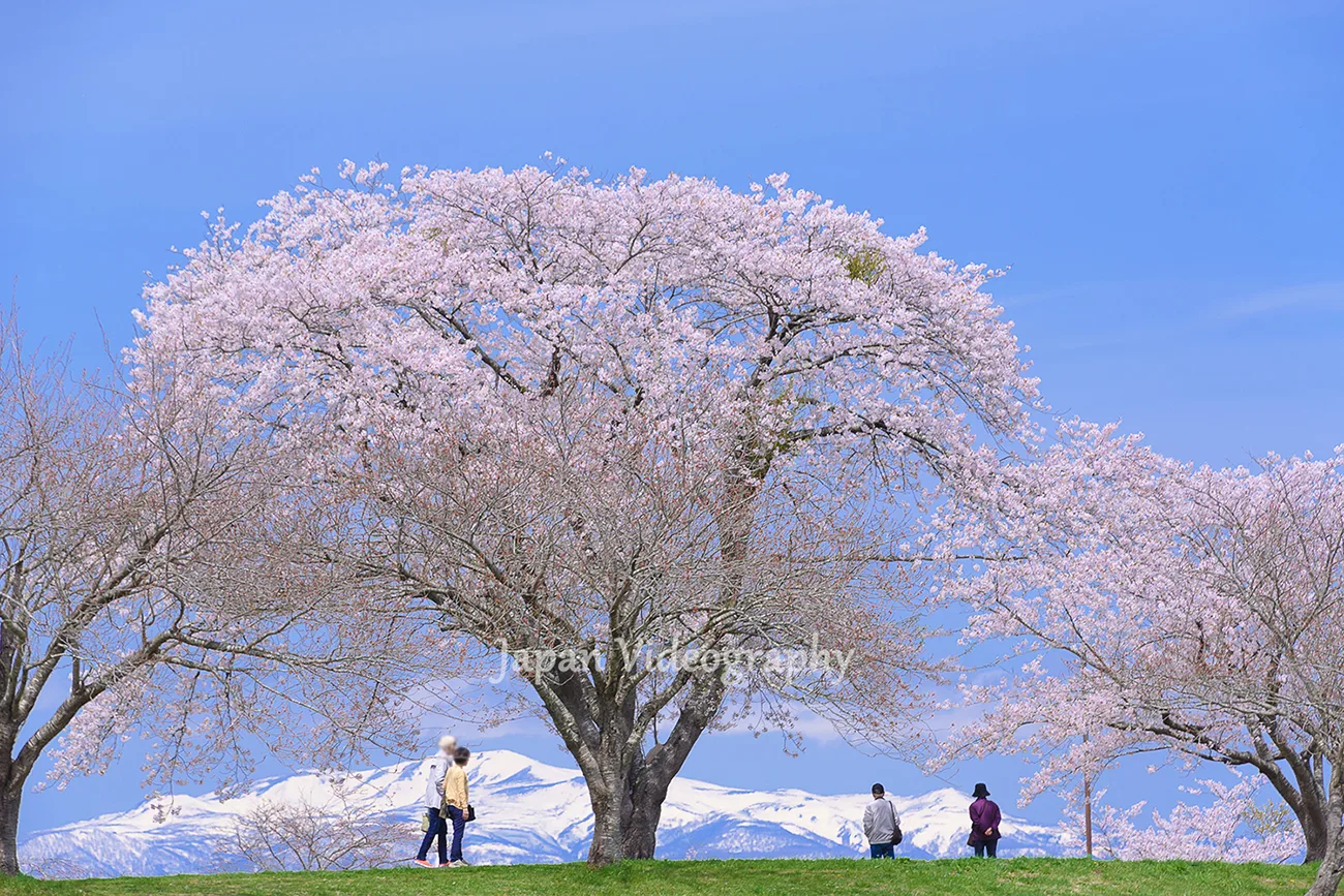 宮城県の絶景 長沼フートピア公園の桜と栗駒山