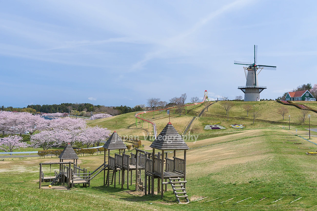 宮城県の桜名所 長沼フートピア公園の桜とのオランダ風車