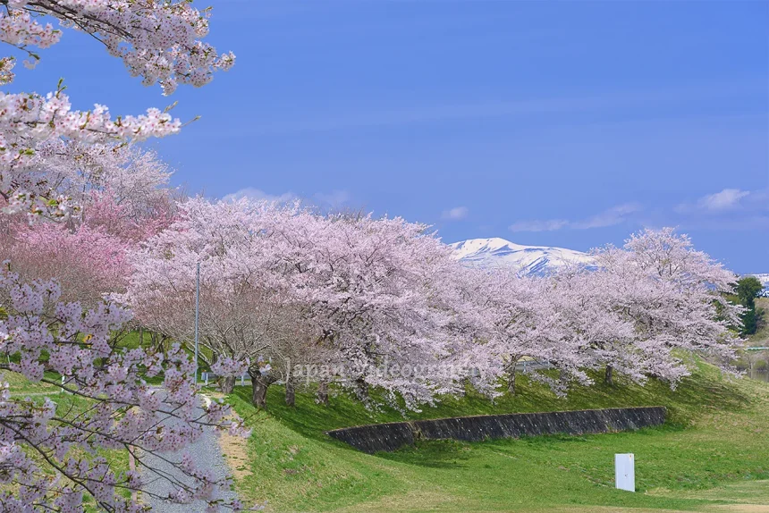 宮城県の桜名所 長沼フートピア公園の桜と栗駒山の風景
