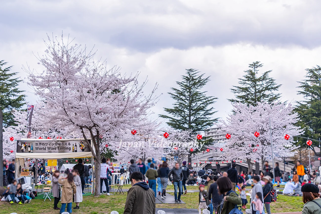大勢の花見客で賑わう仙台西公園と満開の桜