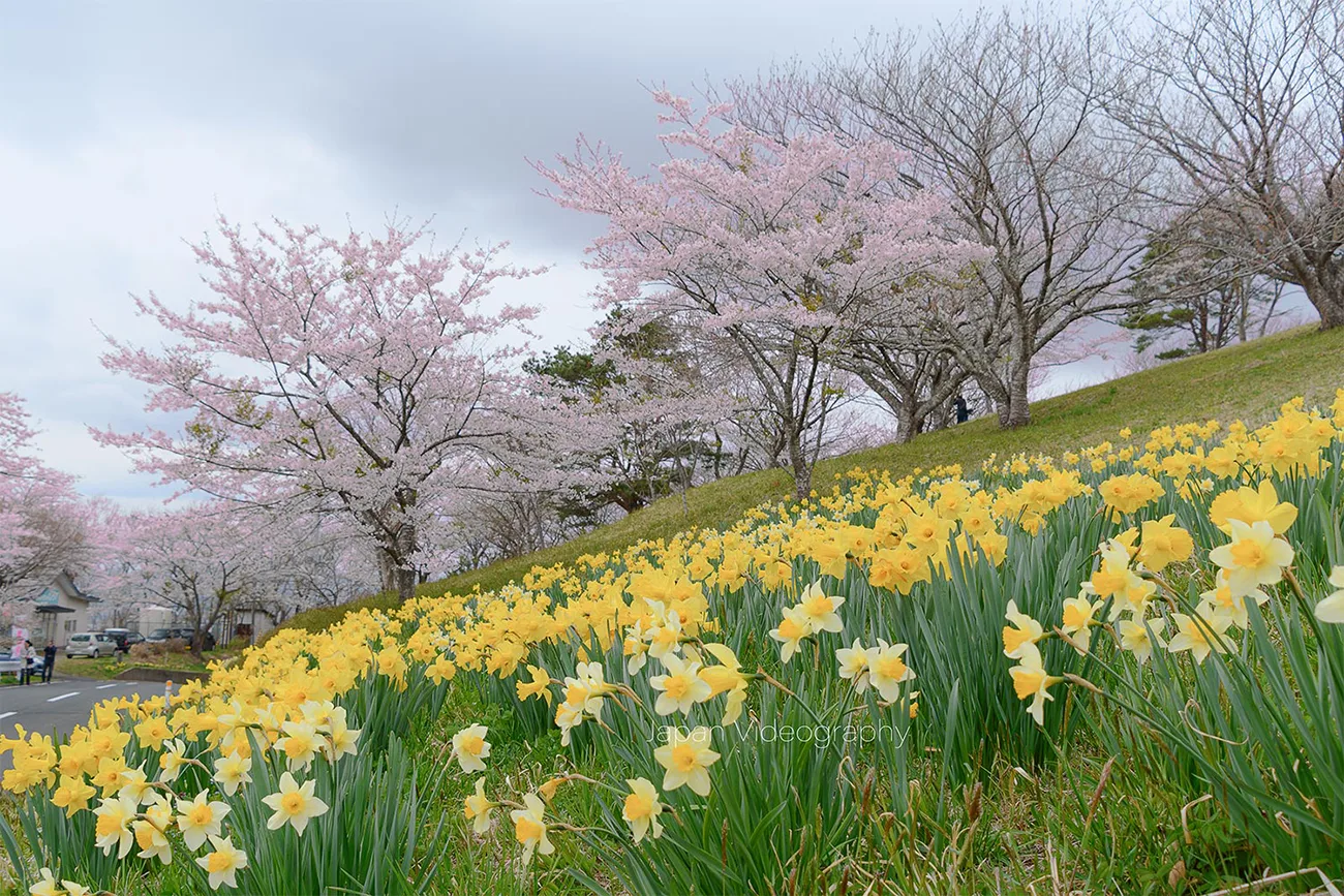 宮城県の桜名所 加護坊山の千本桜とスイセンの風景写真