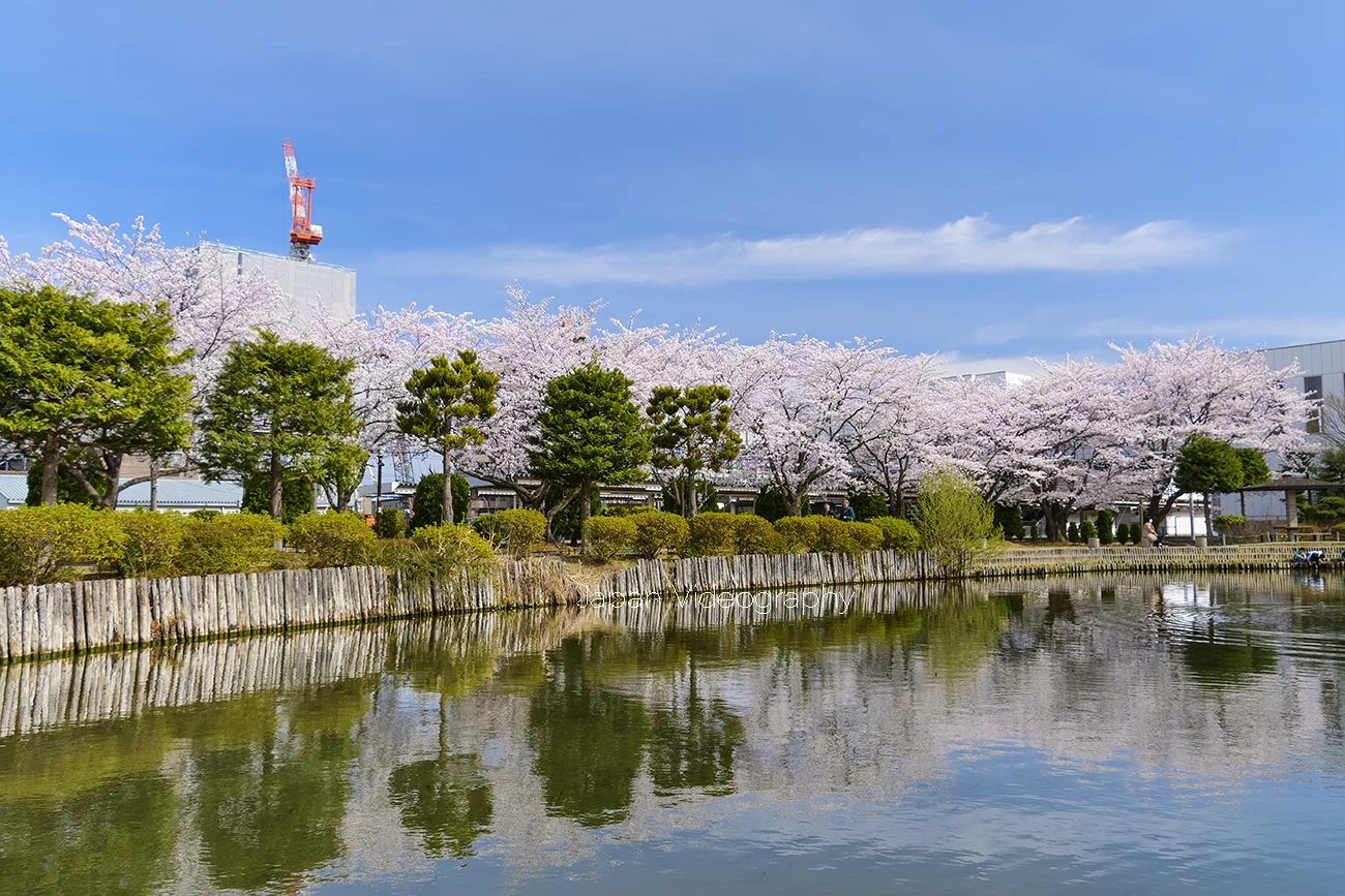 サッポロビール仙台工場ビオトープ園に咲く美しい桜