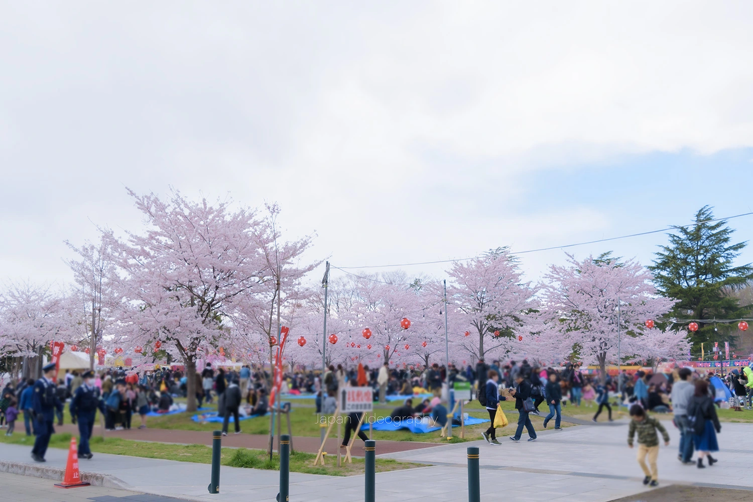 仙台西公園のソメイヨシノと花見客