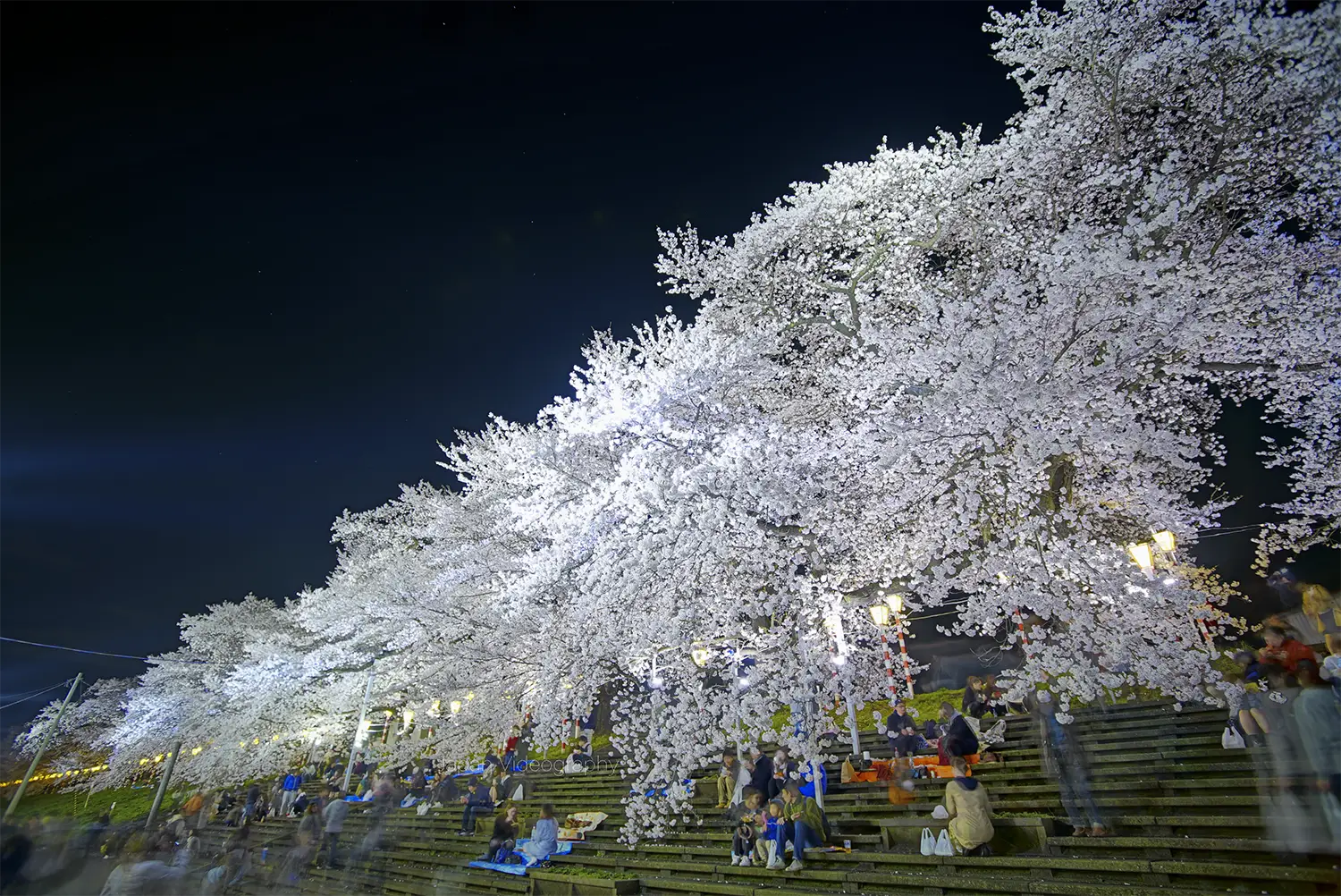 宮城県の白石川堤一目千本桜 幻想的な夜桜ライトアップ