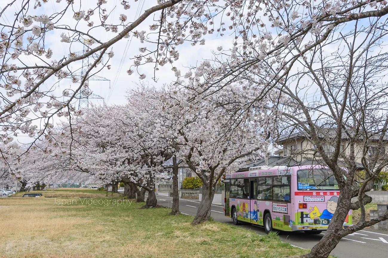 宮城県富谷市東向陽台の桜並木と宮城交通バス