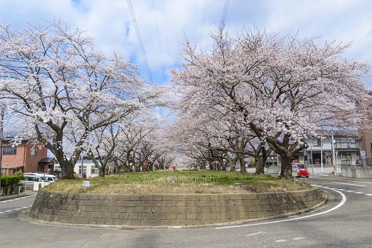 富谷市東向陽台の桜