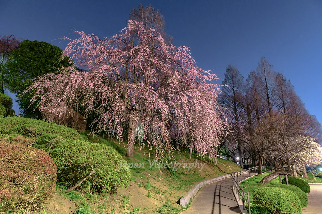 榴岡公園でひっそりと咲くシダレザクラ 夜桜