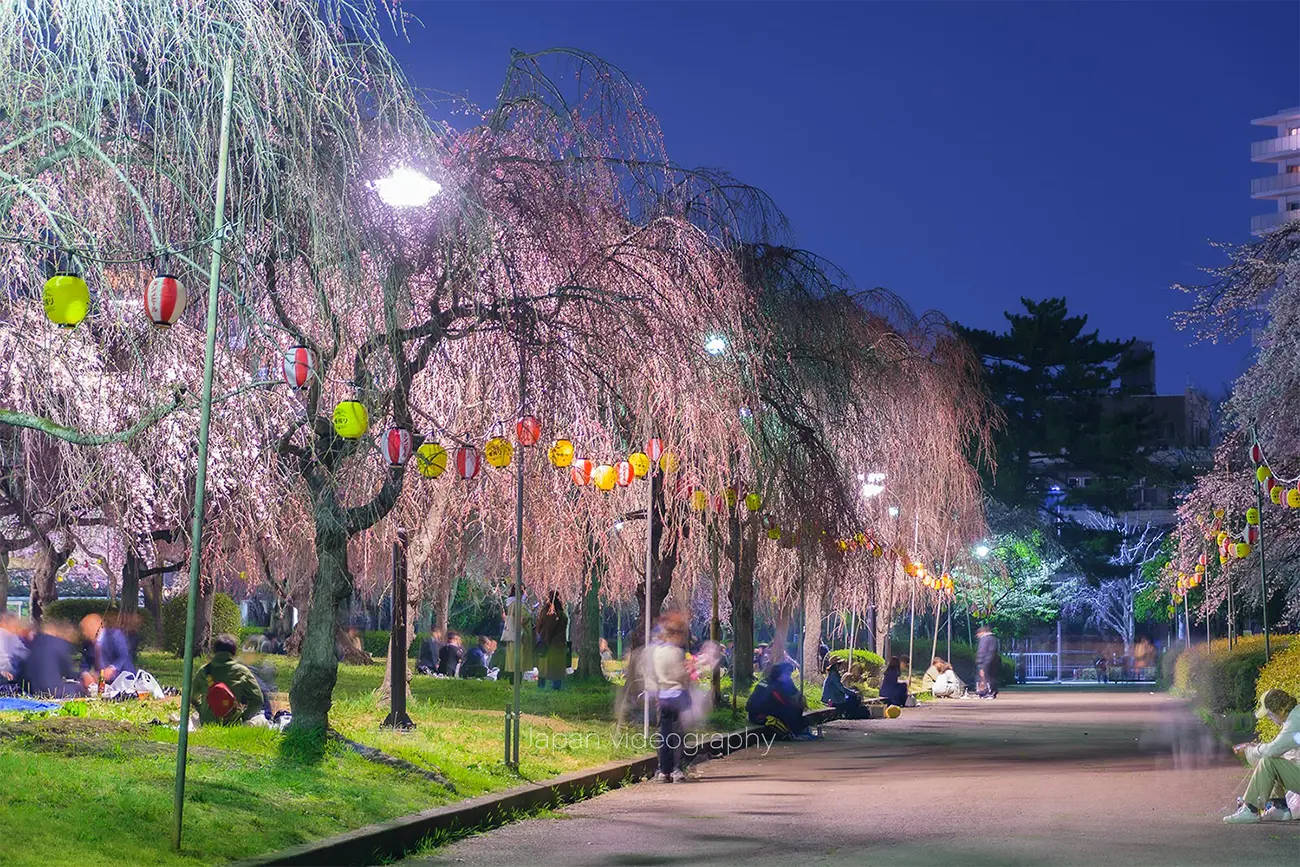 宮城県仙台市 榴岡公園の枝垂桜-夜桜ライトアップ