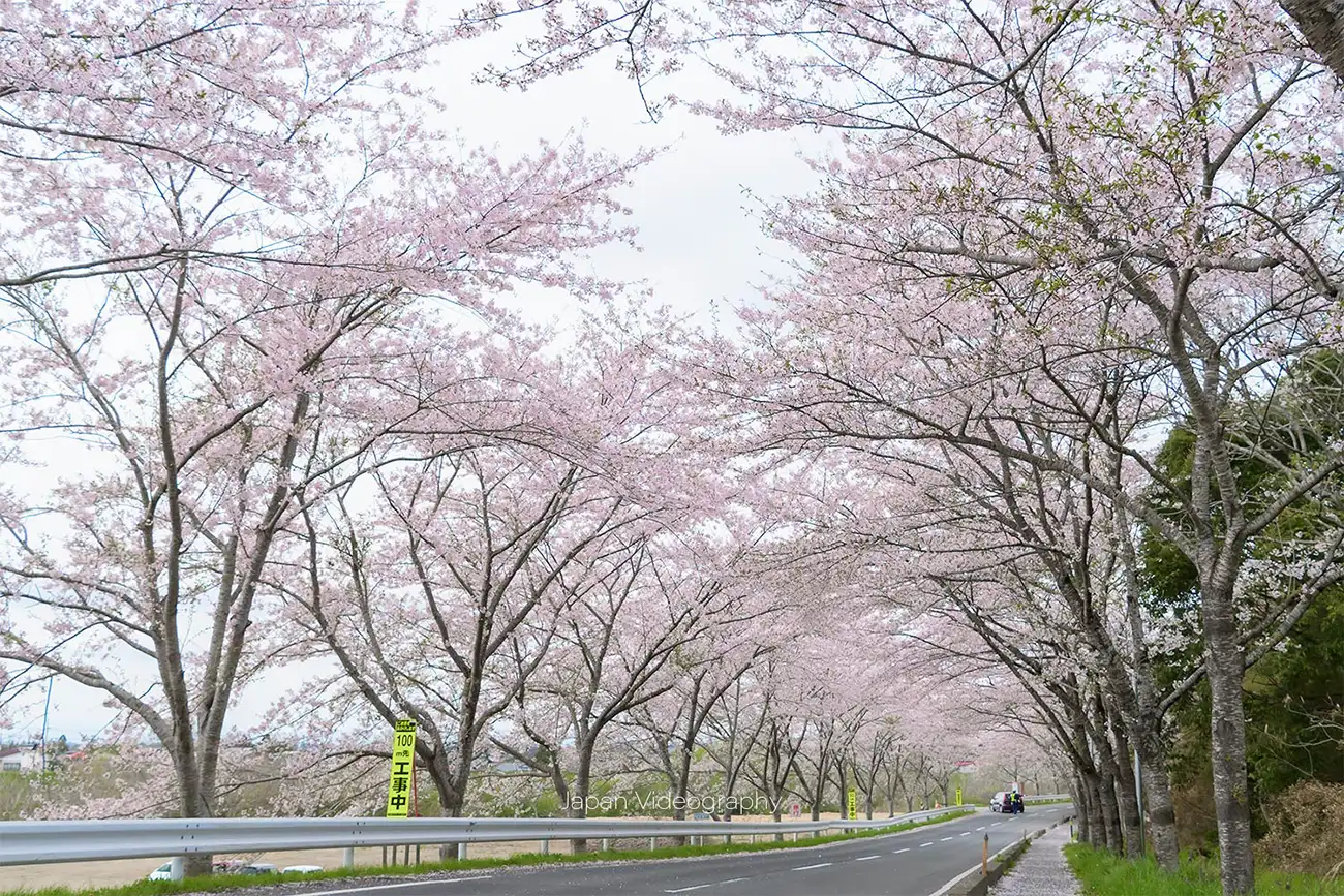 宮城県のお花見 江合川沿いに咲く桜並木