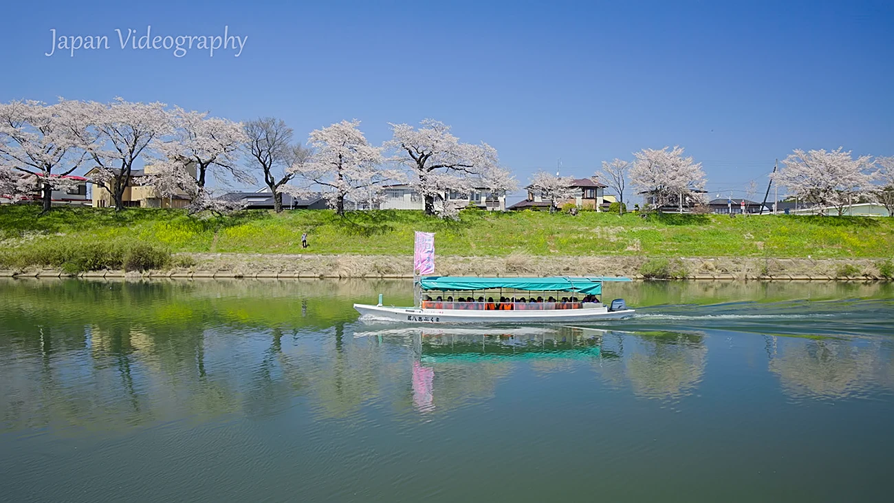 白石川堤一目千本桜と屋形船