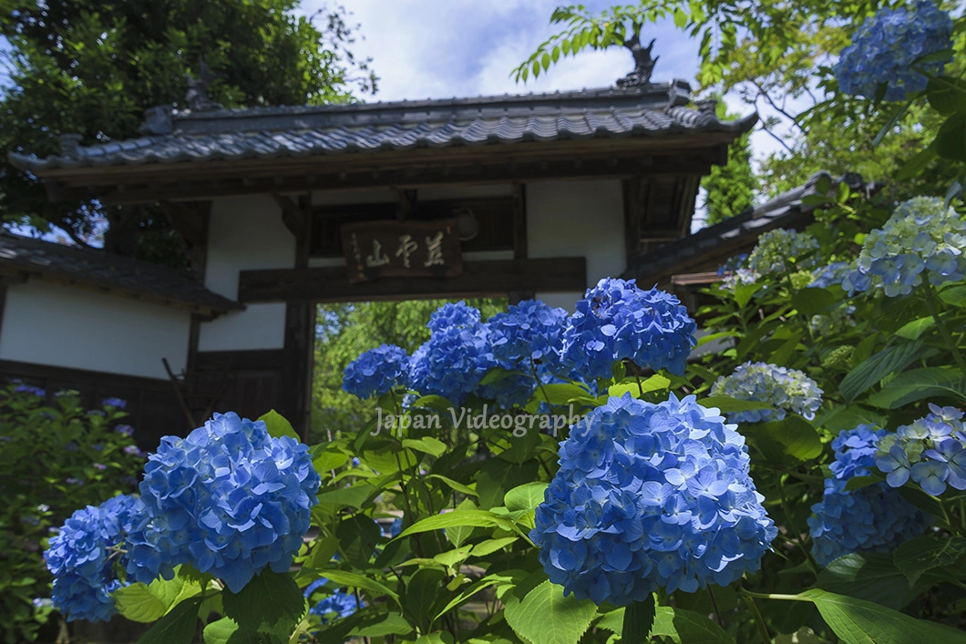 資福寺 参道と山門の紫陽花