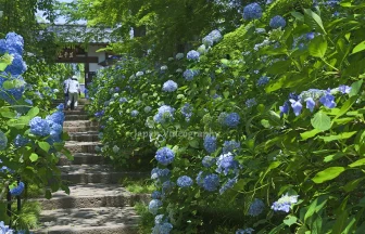 資福寺 参道の階段と紫陽花の花