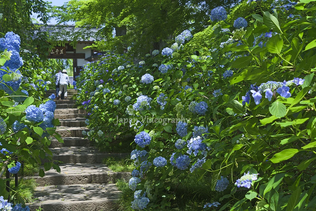 資福寺 参道の階段と紫陽花の花