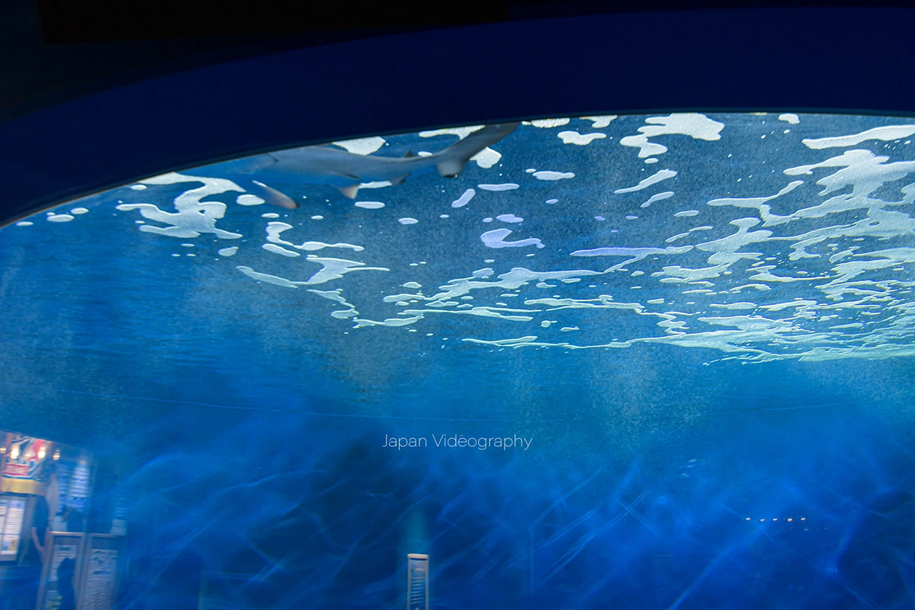 仙台うみの杜水族館 ヨシキリザメ