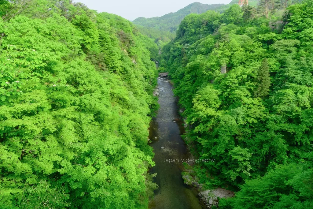 新緑が美しい広瀬川の風景