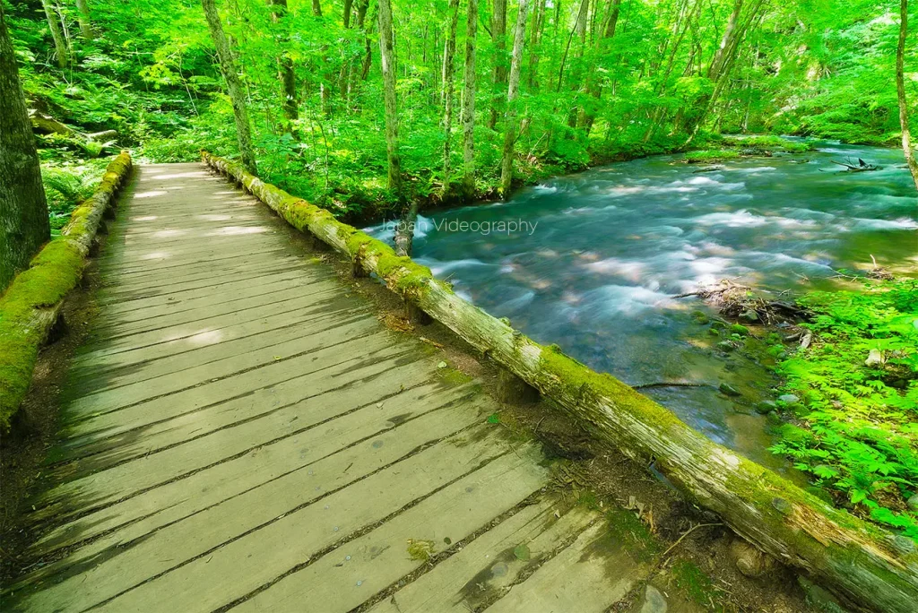 奥入瀬渓流にかかる橋と自然風景