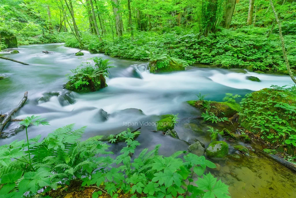 奥入瀬渓流の風景と美しい水の流れ