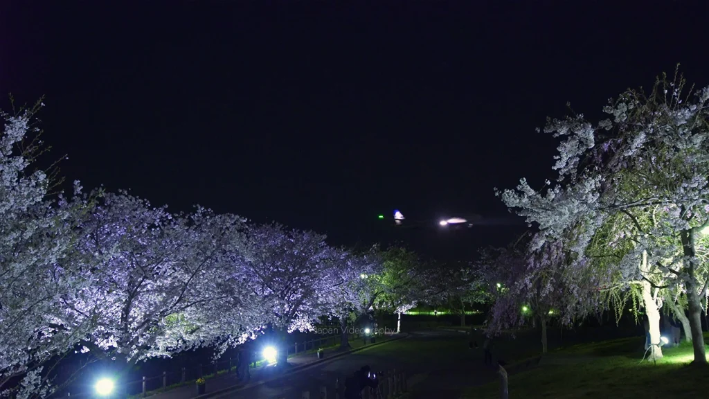 成田国際空港の夜景 桜
