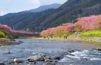 河津桜まつり-河津川の両岸に伸びる桜並木が美しい風景