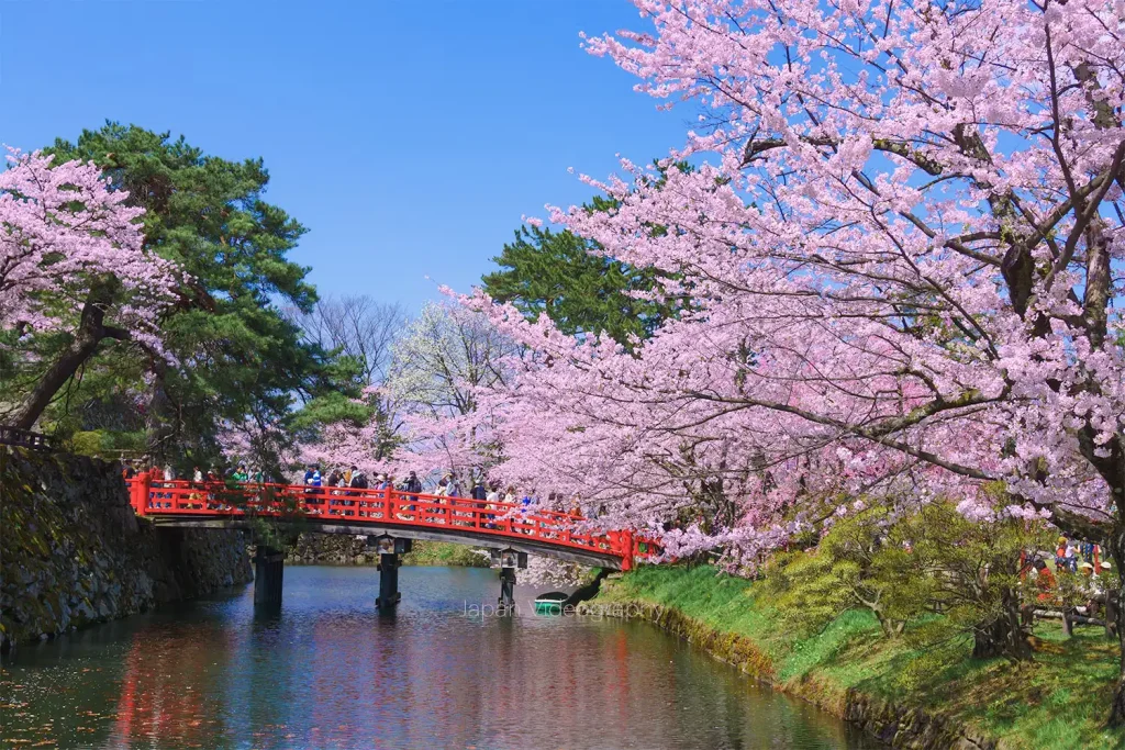日本一の桜名所 弘前城 弘前公園の桜の風景