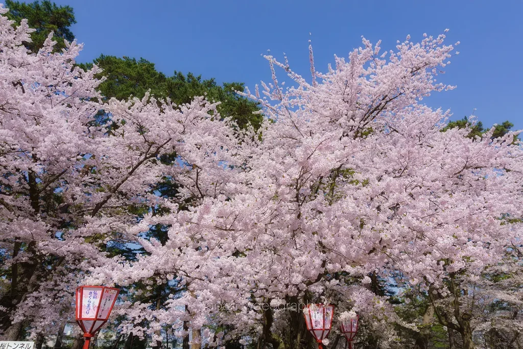 青森県弘前市 弘前城 弘前公園の桜