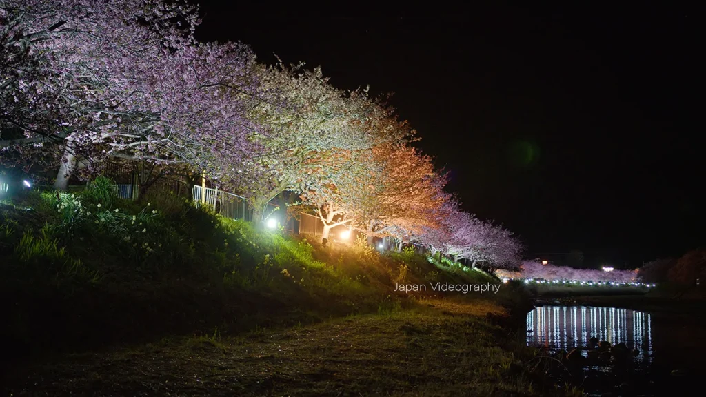 河津桜まつり夜桜ライトアップ